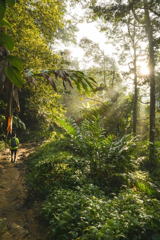 Authentisches Malaysia ab Kuala Lumpur: Malaysia Tropical Forest