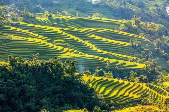 Nord Vietnam sauvage de Hanoi: Rice fields on terraced of Hoang Su Phi