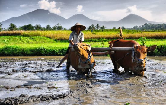 Natur & Traditionen in Balis Osten ab Südbali: Bali farmer