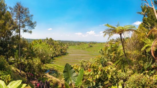 Natur & Traditionen in Balis Osten ab Südbali: Bali Rice fields