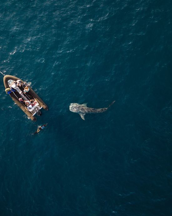 Croisière dans le Triangle de Corail en Indonésie (Komodo - Bali) de Labuan Bajo: activities: Whale Sharks