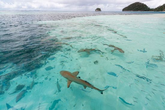 Raja Ampat an Bord der Aqua Blu ab Sorong: activities: Shark Sightings