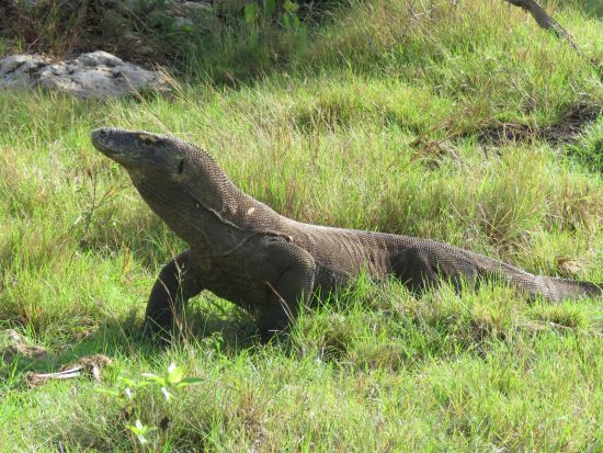 Kreuzfahrt zu den Komodo-Waranen ab Labuan Bajo: Komodo Dragon