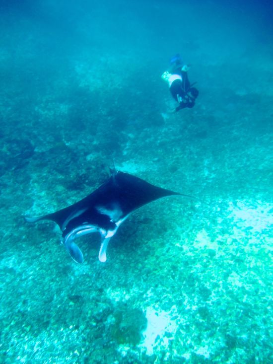 Croisière vers les varans de Komodo de Labuan Bajo: Manta