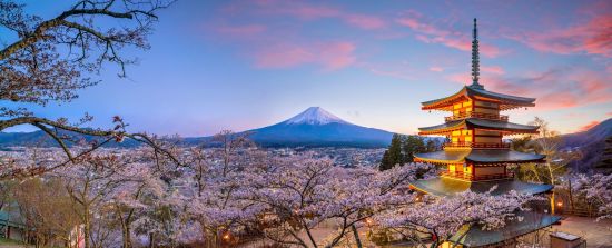 Circuite en groupe «Zen» de Kyoto: Mt. Fuji - Red Pagoda during Sakura season
