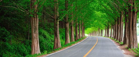 Circuits en voiture de location «Corée inconnue» de Séoul: Metasequoia Allee near Damyang