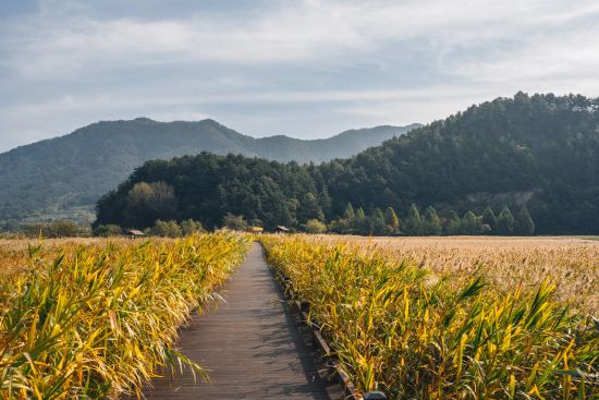 Circuits en voiture de location «Corée inconnue» de Séoul: Suncheonman Bay wetland reed field walkway