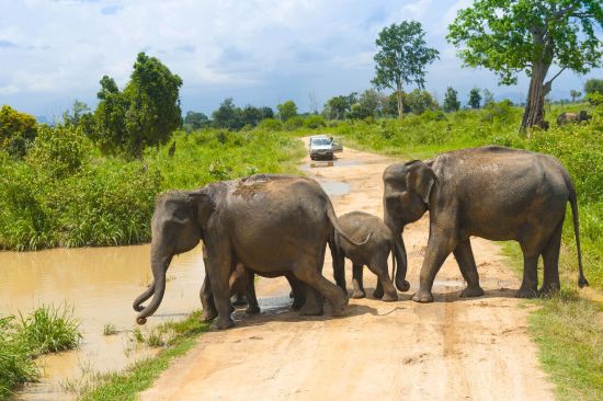 Wildes Süd-Sri Lanka ab Colombo: Wild elephants in Uda Walawe