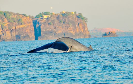 Wildes Süd-Sri Lanka ab Colombo: Whale watching