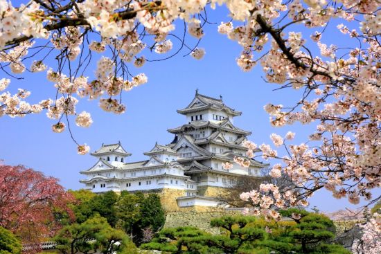 Circuit en groupe «Samouraï» de Hakodate: Himeji-jo castle in spring cherry blossoms