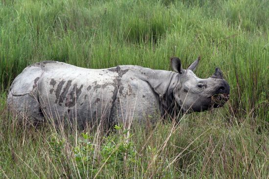 Wildes Assam ab Dibrugarh: activities: Kaziranga Rhinoceros 