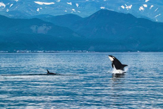 Mietwagen Rundreise «Hokkaido Intensiv» ab Sapporo: Wild orcas at Shiretoko NP