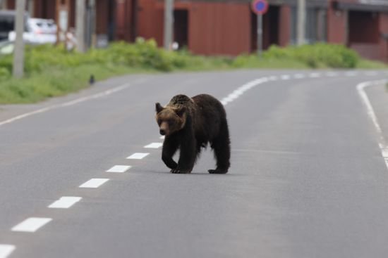 Mietwagen Rundreise «Hokkaido Intensiv» ab Sapporo: Brown bear on the streets at Shiretoko NP