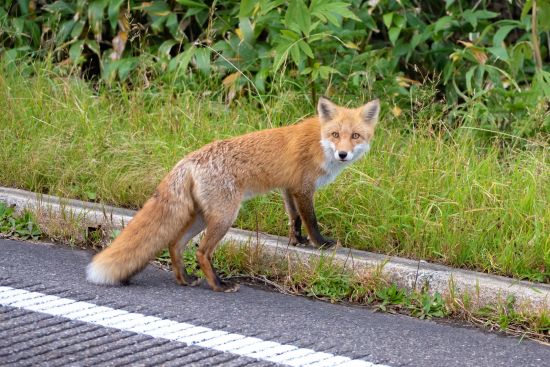 Mietwagen Rundreise «Hokkaido Intensiv» ab Sapporo: Cute and wild Ezo Red Fox in Hokkaido