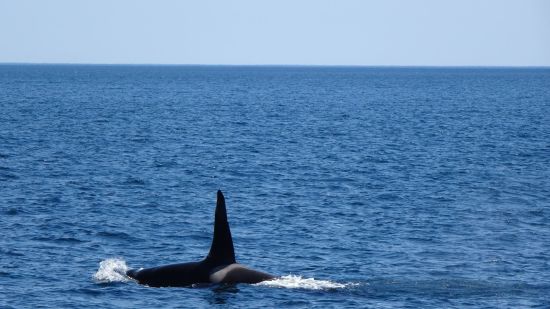 Durch das Land der Ainu ab Hakodate: Male Killer whale