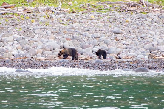 Durch das Land der Ainu ab Hakodate: Bears seen from a cruise ship