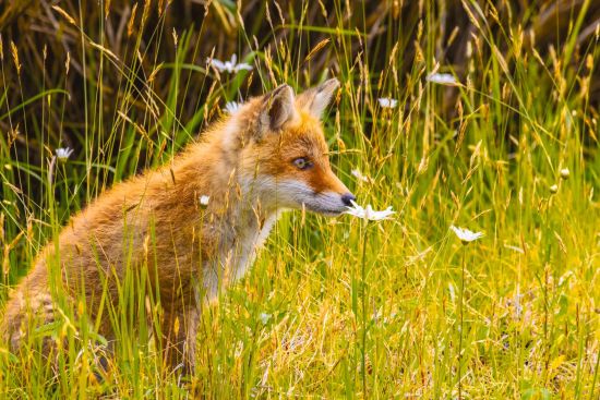 Durch das Land der Ainu ab Hakodate: Young Ezo red fox