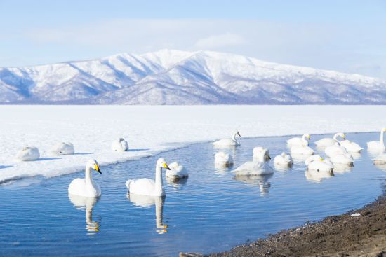 Hokkaidos Winterzauber aktiv erleben ab Kushiro: Swans swimming at frozen Lake Kussharo