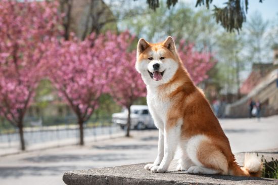 Geheimnisvolles Nordjapan ab Tokio: Akita Inu, a japanese dog breed