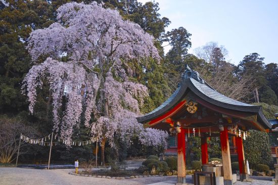 Geheimnisvolles Nordjapan ab Tokio: Cherry blossoms at Shiogama shrine