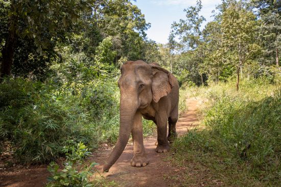 Le Cambodge pour explorateurs de Siem Reap: Elephant walling freely on the forest in Mondulkiri