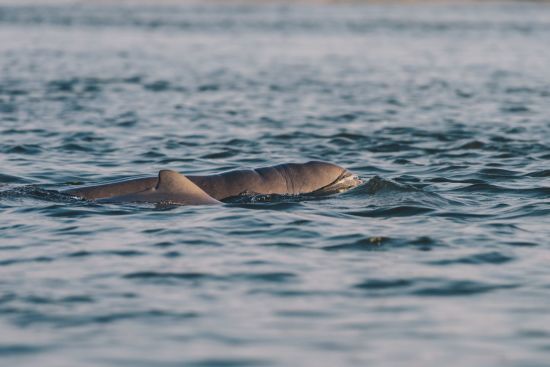 Le Cambodge pour explorateurs de Siem Reap: Back of an Irrawaddy dolphin
