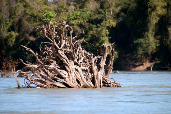 Le Cambodge pour explorateurs de Siem Reap: Uprootred tree trunks in the flooded forest on the Mekong river