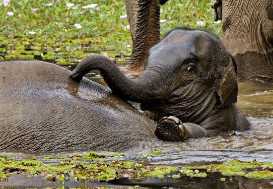 Au royaume des éléphants de Luang Prabang: Elephant baby bath time