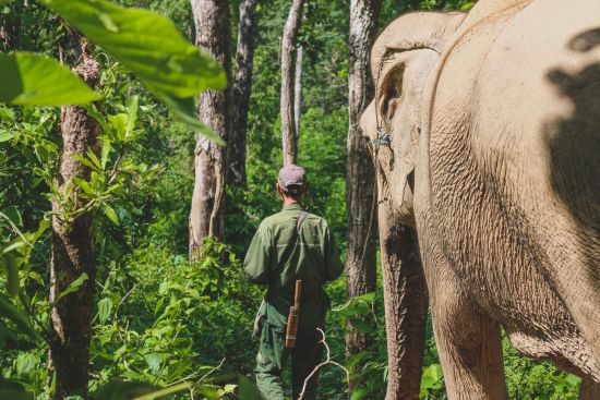 Au royaume des éléphants de Luang Prabang: Elephant Conservation Center near Xayabouri