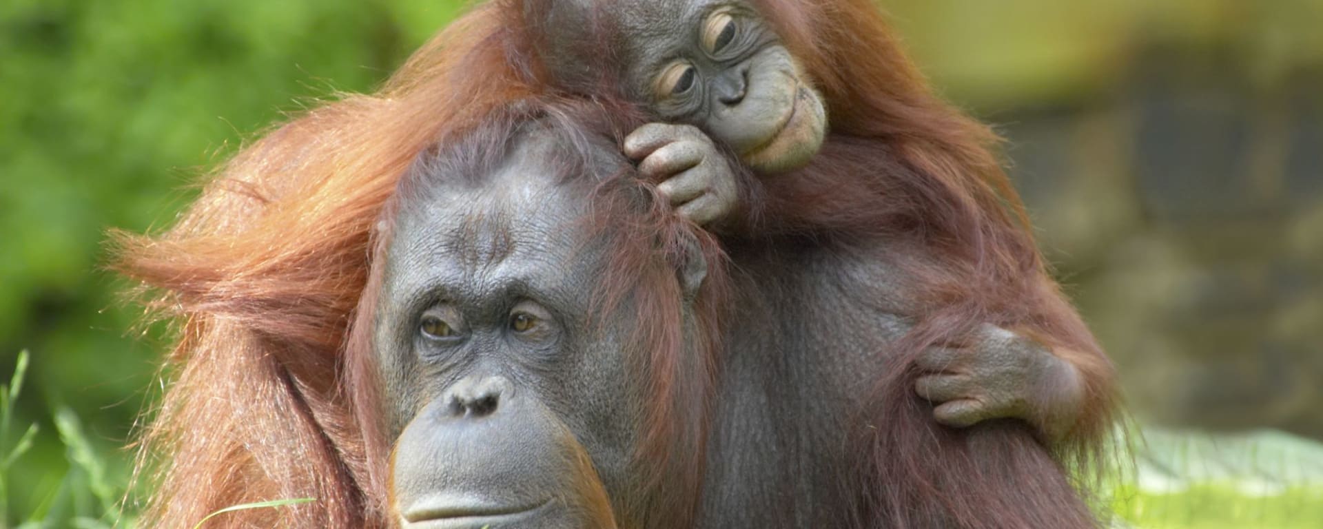 Tout savoir sur les voyages et les vacances á Bornéo: Orang Utans