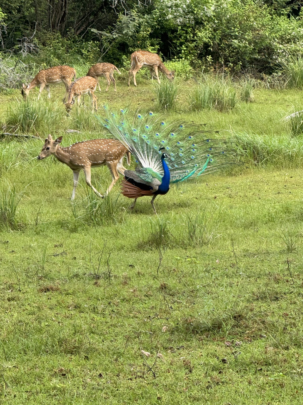 Pfau und Reh