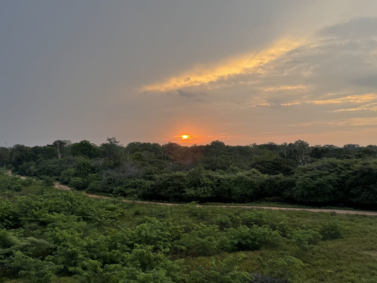 Wald und Sonnenuntergang