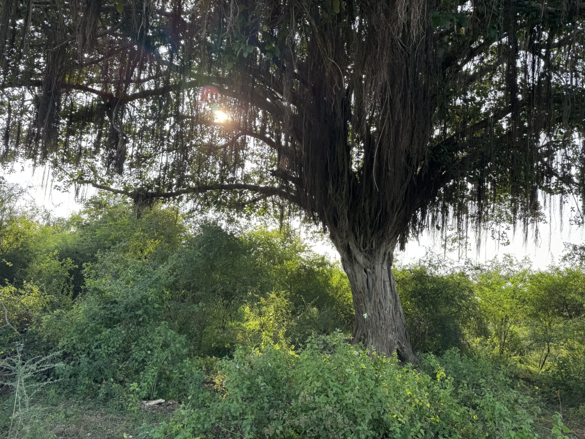 Bild von grossem Baum