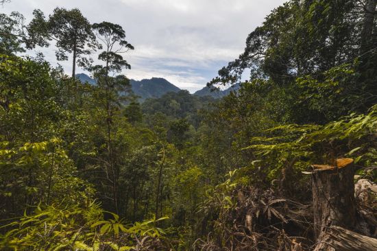 Borneo Wildlife / Borneo Rainforest Lodge ab Kota Kinabalu: Sarawak: Dense mixed lowland rainforest