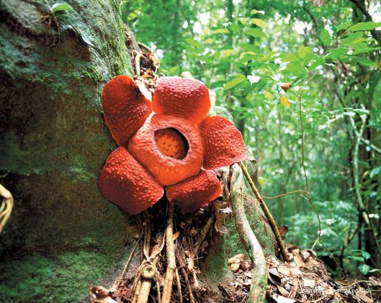 Borneo Wildlife / Borneo Rainforest Lodge ab Kota Kinabalu: Borneo - Rafflesia Giant Flower