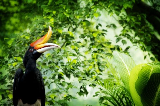 Borneo Wildlife / Borneo Rainforest Lodge ab Kota Kinabalu: Hornbill