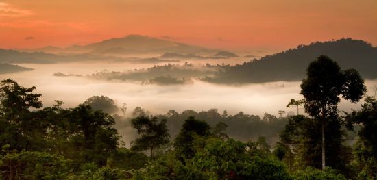 Borneo Wildlife / Borneo Rainforest Lodge ab Kota Kinabalu: Danum Valley panorama sunrise