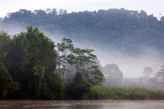 Borneo Wildlife / Borneo Rainforest Lodge ab Kota Kinabalu: Kinabatangang River