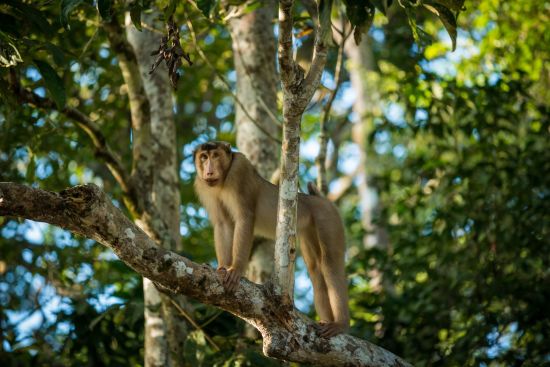 Borneo Wildlife / Borneo Rainforest Lodge ab Kota Kinabalu: Malaysia Borneo Macaque Ape