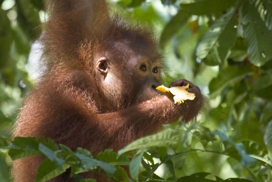Borneo Wildlife / Borneo Rainforest Lodge ab Kota Kinabalu: Orang Utan Baby