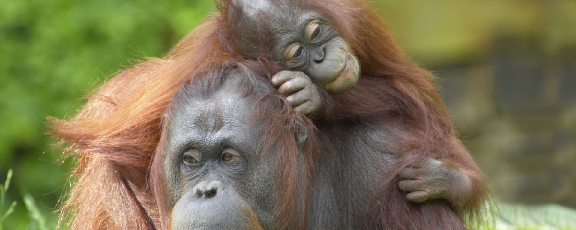 Semenggok Orang Utan Center in Kuching: Orang Utans