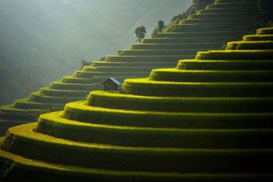 Durchs Reich der Bergvölker ab Hanoi: Mu Cang Chai, landschaftlich terrassenförmig angelegter Reisfeld in der Nähe von Sapa, Nordvietnam, Rice Terrasse bei Sonnenuntergang, Vietnam