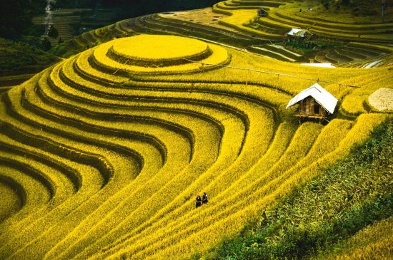 Durchs Reich der Bergvölker ab Hanoi: Rice fields