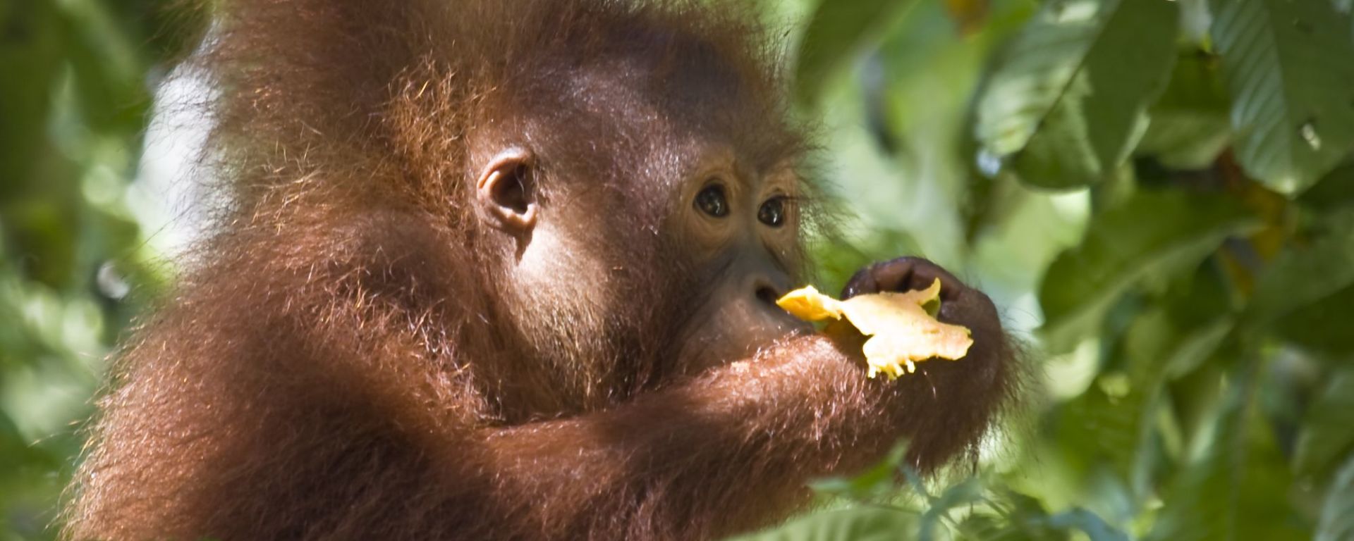 Semenggok Orang Utan Center in Kuching: Orang Utan Baby