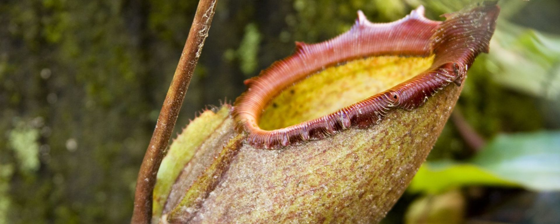 Parc du Mont Kinabalu à Kota Kinabalu: Kinabalu Park: Pitcher plant