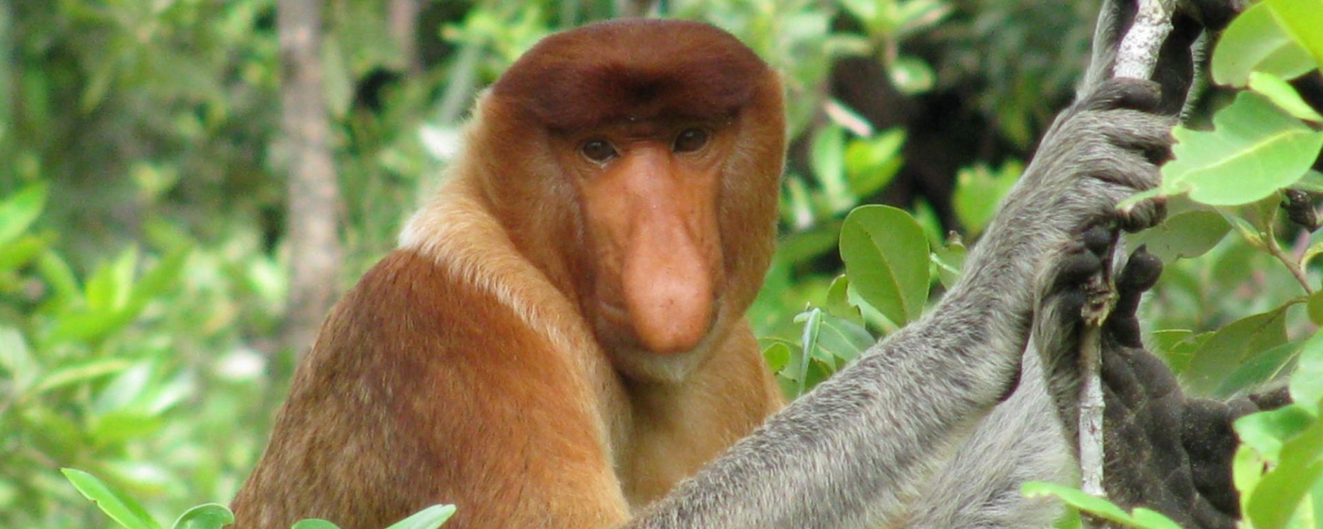Bako Nationalpark in Kuching: Proboscis Monkey