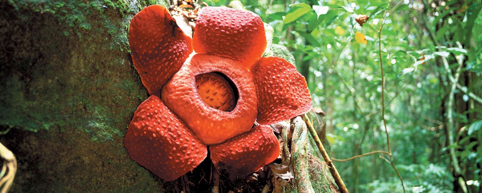 Parc du Mont Kinabalu à Kota Kinabalu: Borneo - Rafflesia Giant Flower