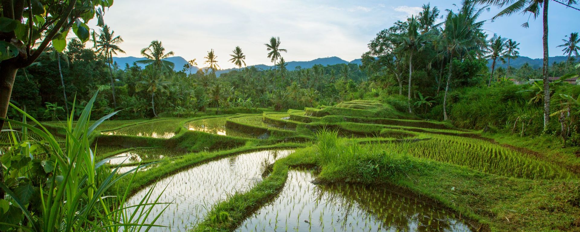 Au coeur de Bali à Sud de Bali: Bali Jatiluwih Rice terraces