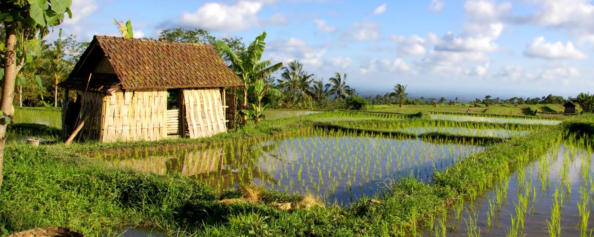 Bali auf eigene Faust, ganzer Tag in Südbali: Bali Rice Fields