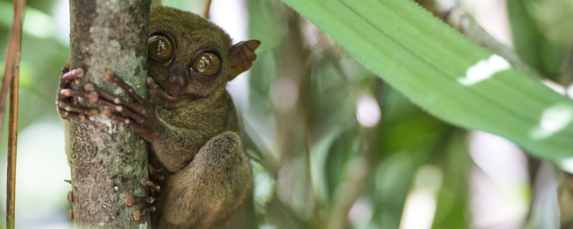 Bohol Tour: Bohol Tarsier